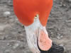 Flamingo - 95kb