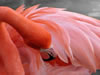 Flamingo - 69kb